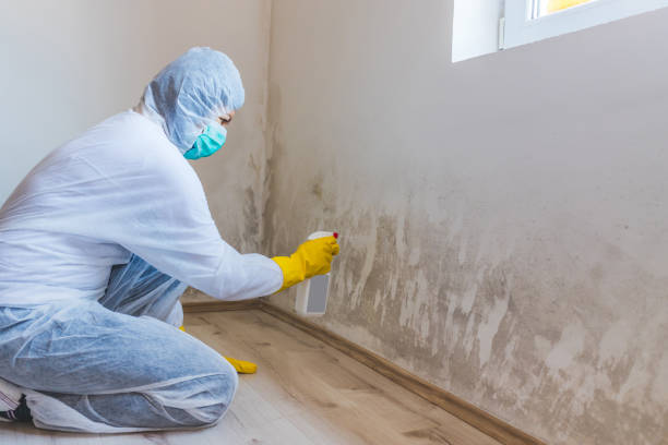 Licensed Basement Mold Remediation service in Bellwood, VA - WQB Mold Removal