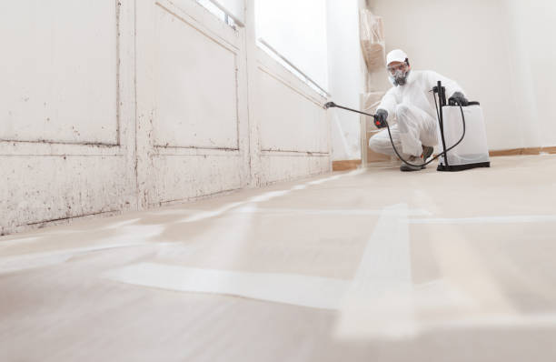 24/7 Emergency Basement Mold Remediation experts in Bellwood, VA